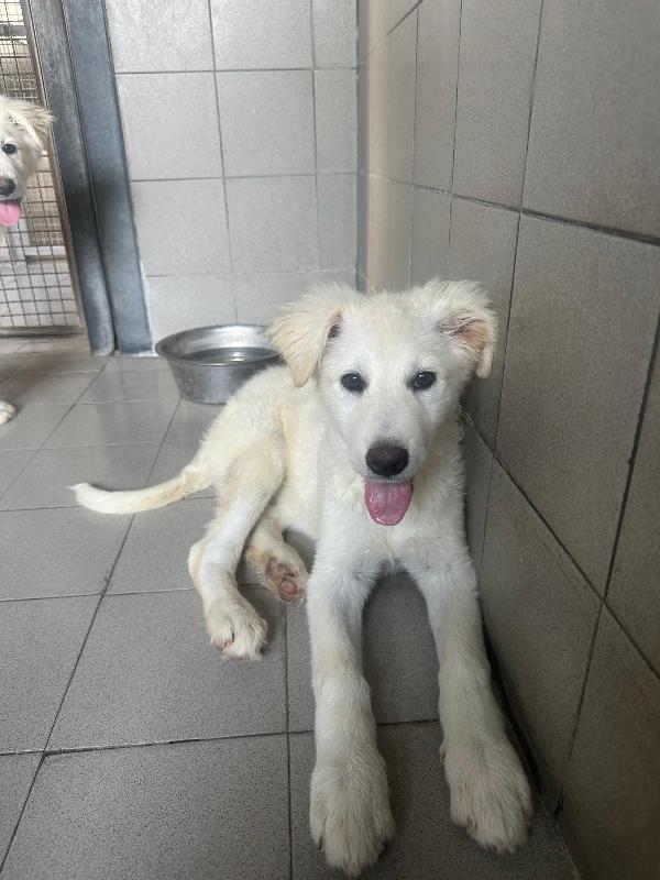 Donatella Splendida Cucciola